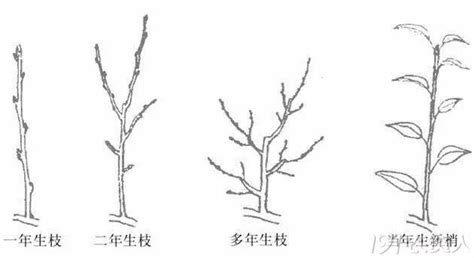 不良枝|三、修剪之基本方法